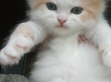 Перситский котенок 