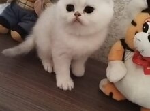 Şotland pişiyi balası
