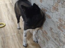 Akita-inu