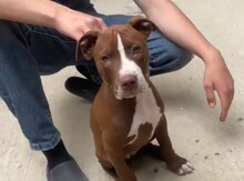 Pitbul rednose