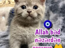 Şotland pişiyi balası
