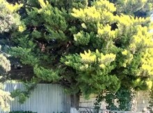 Limonlu şam ağacı