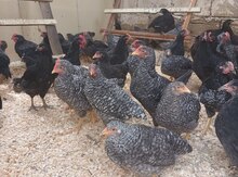 Xarkov və Avstralorp toyuqları