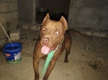 Pitbul