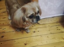 Pekines 