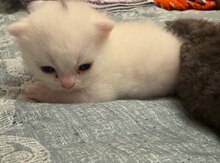 Pers pişiyi balası 