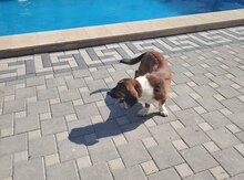 Basset