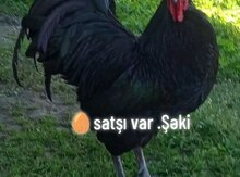 Mayalı avstralorp yumurtası