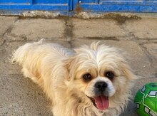 Pekines