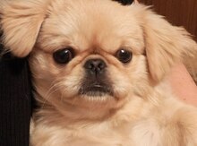 Pekines