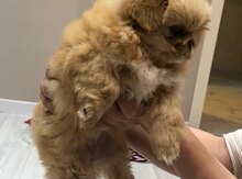 Pekines 