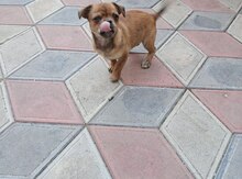 Pekines