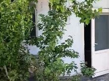 Ofis icarəyə verilir, Azadlıq m.