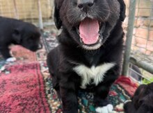 Labrador Retriver