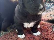 Labrador Retriver