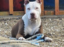 Pitbul