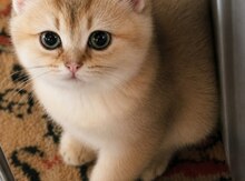 Qızıllı şinşilla pişiyi balaları