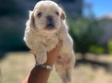 Pekines balası 