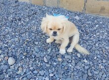 Pekines