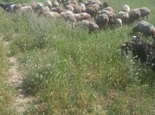Qoyunlar