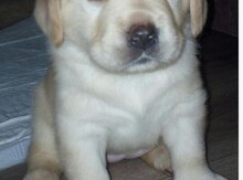 Labrador Retriver balası