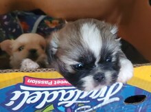 Pekines balası