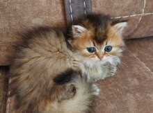 Длинношерстные котята
