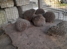 Kirpi