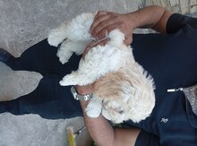 Maltipoo balası 