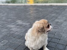 Pekines