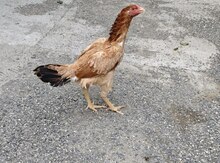 Heyratı fərəsi