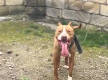 Pitbul
