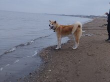 Akita inu