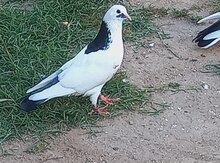 Göyərçinlər