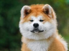 Akita-inu