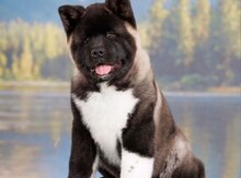Akita-inu