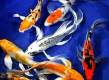 Koi balıqları