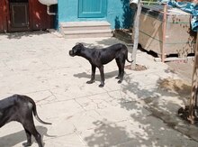 Kane Korso balası