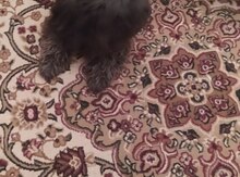 Pekines 