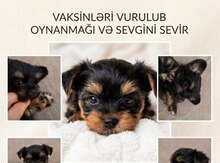 Mini york balası