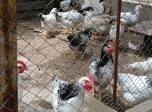 Serebris quşları