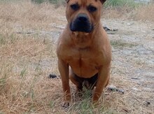 Pitbul 