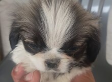 Pekines balası