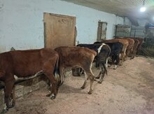 Danalar
