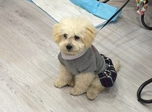 Toy pudel