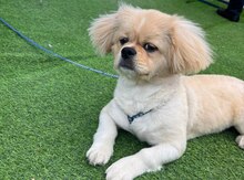 Pekines (cütləşdirmək üçün)