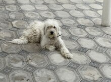 Malta bolonkası