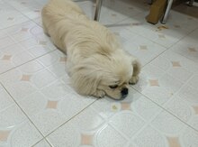 Pekines