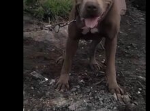 Pitbul 