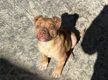 Pitbul